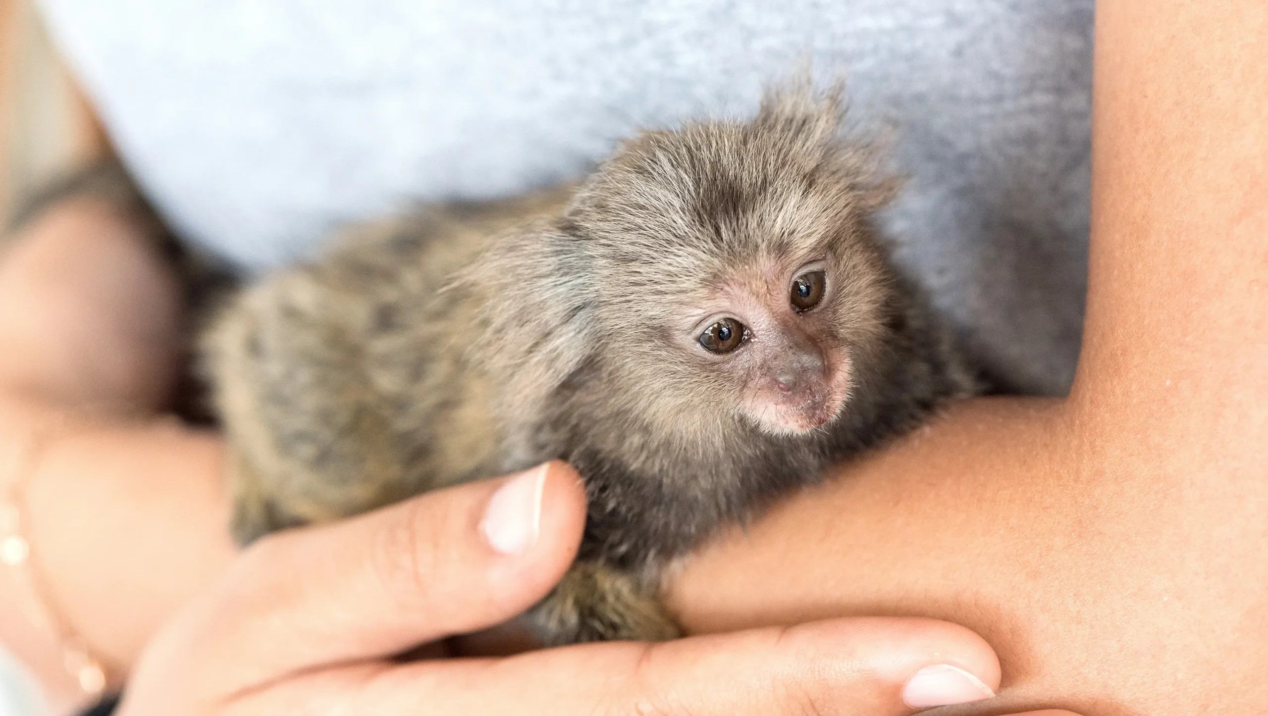 marmoset monkey