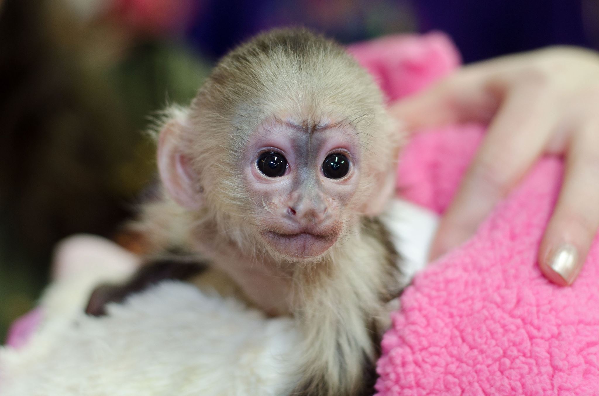 Capuchin Monkey